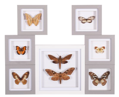 Lot 99 - Entomology: A Group of Framed Butterflies and...