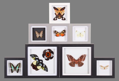 Lot 1141 - Entomology: A Group of Framed Butterflies and...