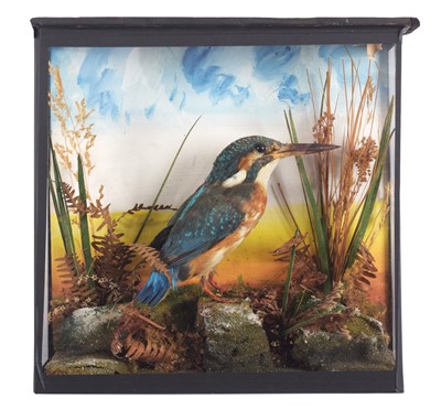 Lot 1138 - Taxidermy: A Cased European Kingfisher (Alcedo...