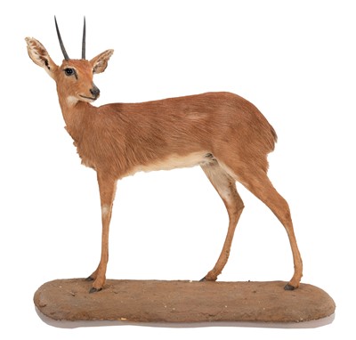 Lot 57 - Taxidermy: South African Steenbok (Raphicerus...