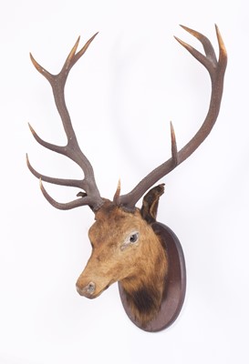 Lot 1131 - Taxidermy: A Scottish Red Deer Stag (Cervus...