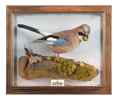 Lot 19 - Taxidermy: A Wall Cased European Jay (Garrulus...