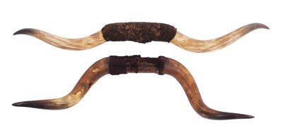 Lot 1133 - Antlers/Horns: Two Sets of Steer Horns, early...