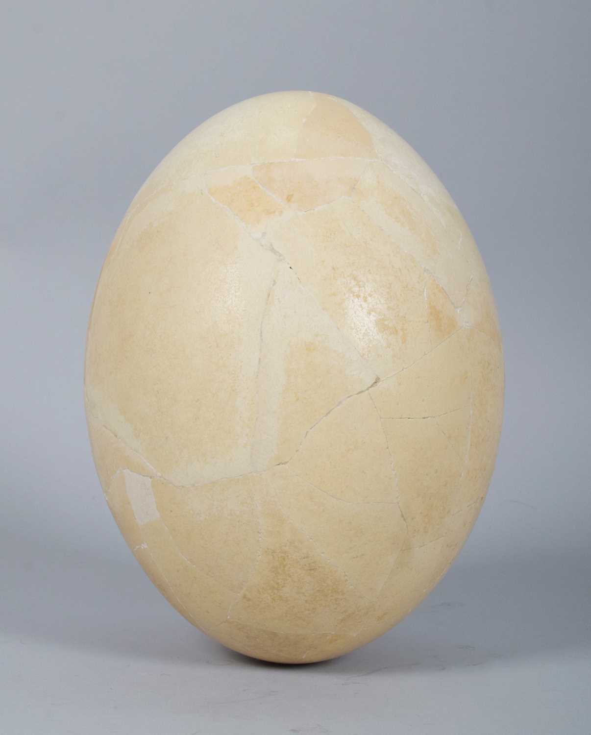 Lot 202 - Natural History: A Complete Elephant Bird Egg...