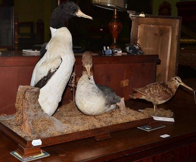 Lot 763 - A taxidermy of a woodcock and a male and female goosander (2)