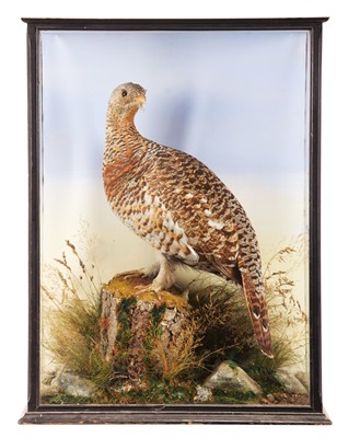 Lot 234 - Taxidermy: A Cased Scottish Capercaillie Hen...