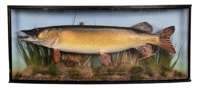 Lot 142 - Taxidermy: A Cased Northern Pike (Esox lucius),...