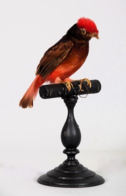 Lot 233 - Taxidermy: Guianan Red Cotinga (Phoenicircus...