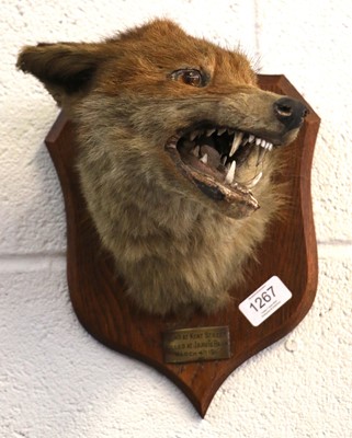 Lot 1267 - Taxidermy: Red Fox Mask (Vulpes vulpes), dated...