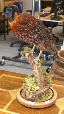 Lot 1268 - Taxidermy: Temminck's Tragopan (Tragopan...