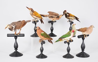 Lot 1263 - Taxidermy: A Group of Antique Fruit Pigeons,...