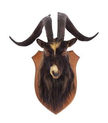 Lot 55 - Taxidermy: Scottish Feral Goat (Capra aegagrus...