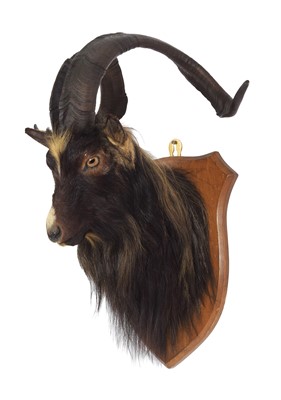 Lot 55 - Taxidermy: Scottish Feral Goat (Capra aegagrus...