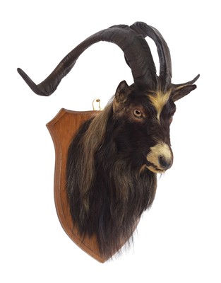 Lot 55 - Taxidermy: Scottish Feral Goat (Capra aegagrus...