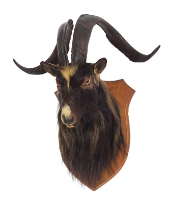 Lot 55 - Taxidermy: Scottish Feral Goat (Capra aegagrus...