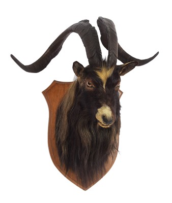 Lot 55 - Taxidermy: Scottish Feral Goat (Capra aegagrus...