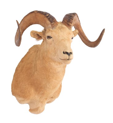 Lot 226 - Taxidermy: Dall's Sheep (Ovis dalli dalli),...