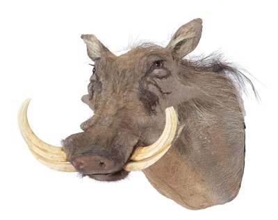 Lot 228 - Taxidermy: Common Warthog (Phacochoerus...