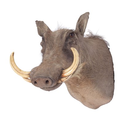 Lot 2 - Taxidermy: Common Warthog (Phacochoerus...