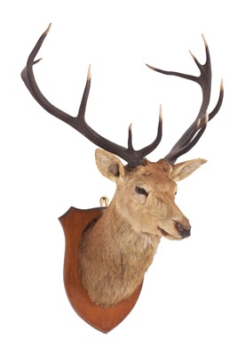 Lot 211 - Taxidermy: A Royal Scottish Red Deer (Cervus...