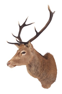 Lot 237 - Taxidermy: Scottish Red Deer (Cervus elaphus...