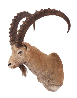 Lot 297 - Taxidermy: Alpine Ibex (Capra ibex), circa...