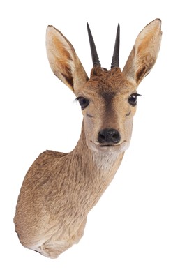 Lot 22 - Taxidermy: Common Grey Duiker (Sylvicapra...