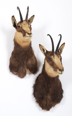 Lot 1260 - Taxidermy: A Pair of Alpine Chamois (Rupicapra...