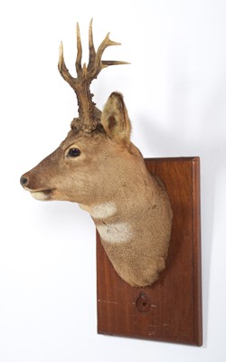 Lot 1271 - Taxidermy: A Scottish Roebuck (Capreolus...