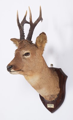 Lot 1272 - Taxidermy: A Scottish Roebuck (Capreolus...