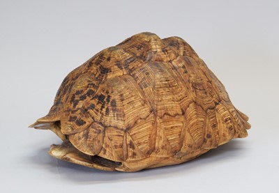 Lot 201 - Natural History: A Leopard Tortoise Shell...