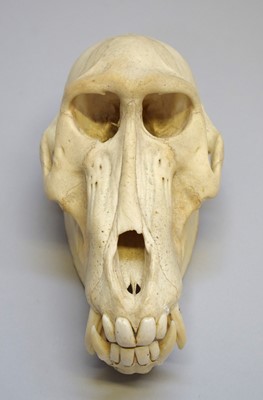 Lot 203 - Skulls/Anatomy: Chacma Baboon Skull (Papio...