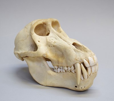 Lot 203 - Skulls/Anatomy: Chacma Baboon Skull (Papio...