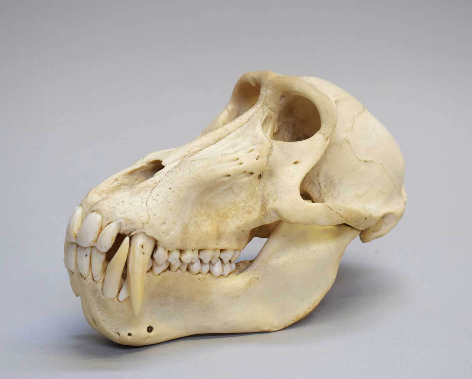 Lot 203 - Skulls/Anatomy: Chacma Baboon Skull (Papio...