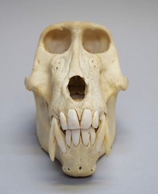 Lot 203 - Skulls/Anatomy: Chacma Baboon Skull (Papio...