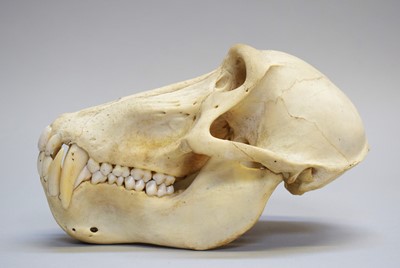 Lot 203 - Skulls/Anatomy: Chacma Baboon Skull (Papio...