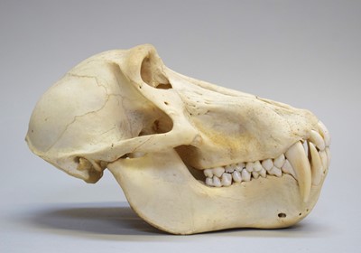 Lot 203 - Skulls/Anatomy: Chacma Baboon Skull (Papio...