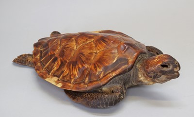 Lot 1270 - Taxidermy: A Green Turtle (Chelonia mydas),...