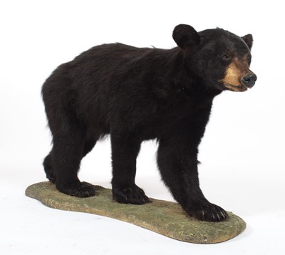 Lot 1261 - Taxidermy: North American Black Bear (Ursus...