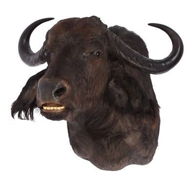 Lot 247 - Taxidermy: South African Cape Buffalo...