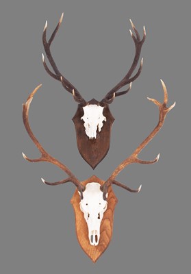 Lot 1256 - Antlers/Horns: Two Sets of Scottish Red Deer...