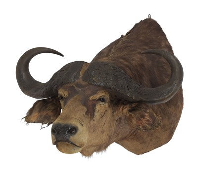 Lot 1141 - Taxidermy: South African Cape Buffalo...