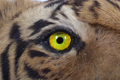Lot 312 - Taxidermy: Bengal Tiger (Panthera tigris...