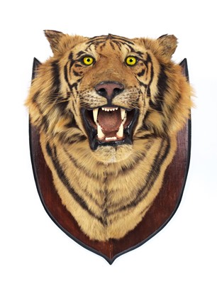 Lot 312 - Taxidermy: Bengal Tiger (Panthera tigris...