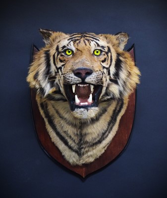 Lot 312 - Taxidermy: Bengal Tiger (Panthera tigris...