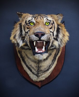 Lot 312 - Taxidermy: Bengal Tiger (Panthera tigris...