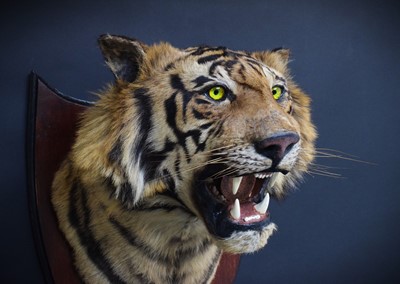 Lot 312 - Taxidermy: Bengal Tiger (Panthera tigris...