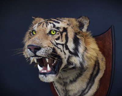 Lot 312 - Taxidermy: Bengal Tiger (Panthera tigris...