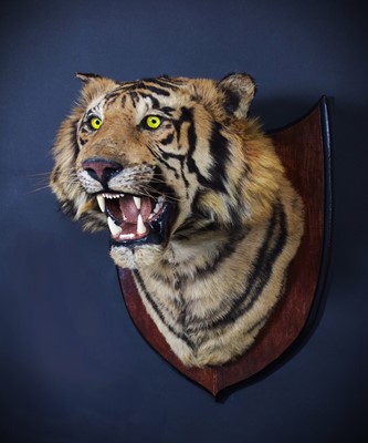 Lot 312 - Taxidermy: Bengal Tiger (Panthera tigris...