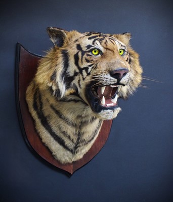 Lot 312 - Taxidermy: Bengal Tiger (Panthera tigris...